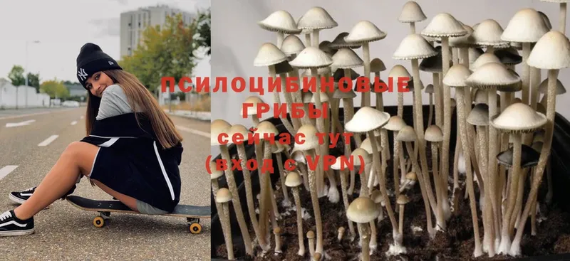 hydra как войти  Северск  Псилоцибиновые грибы Psilocybine cubensis 